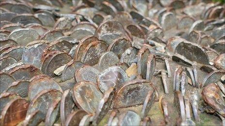Coins in a tree trunk at Portmeirion
