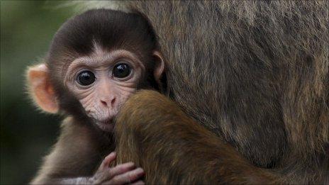 Infant Stress In Monkeys Has Life Long Consequences c News