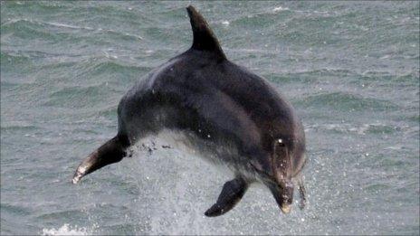 Bottlenose dolphin. Pic: Cornwall Wildlife Trust
