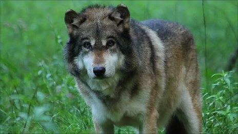 Wolf (pic courtesy National Park Sainte Croix)