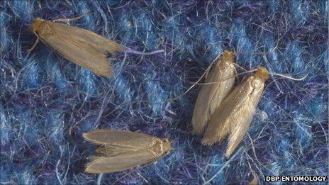 Moths eating your clothes? It's actually their hungry little