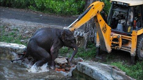 Indian stuffed toy tigers used to scare elephants - BBC News