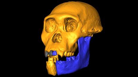 Skull reconstruction (L.Berger/Uni of Witwatersrand)
