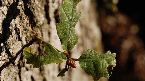 Oak shoot growing out of the main trunk (Image: BBC)