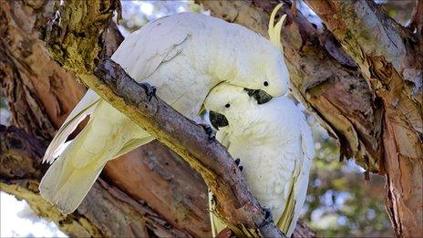 Sulphur-crested cockatoos in Sydney, photo by Mark Finney on Flickr