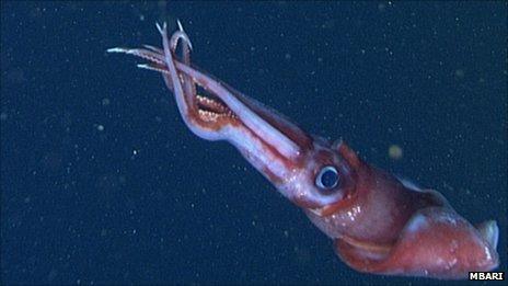 Light shed on bisexual and promiscuous deep-sea squid - BBC News