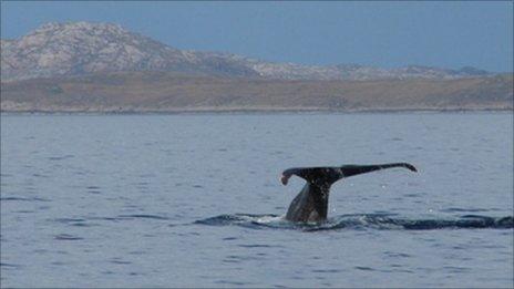 Sperm whale. Pic: Calum MacAskill/HWDT