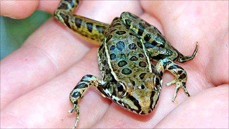 Lowland leopard frog (Anna Savage)