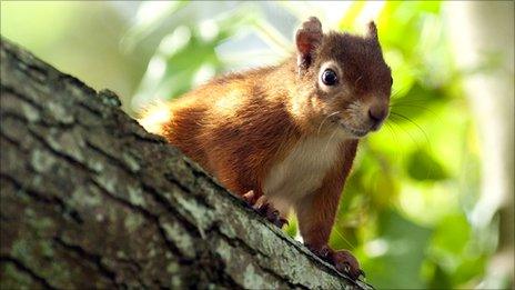 Red squirrel breeding hope for Mersea Island project - BBC News