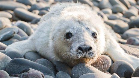 Grey seal pup Picture: Graeme Duncan