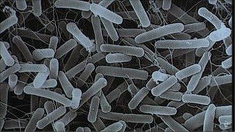 straen anhysbys o E-coli