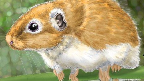 Life reconstruction of Canaanimys maquiensis, a rodent from the late middle Eocene of Peruvian Amazonia (By Maëva J.Orliac, University of Montpellie)