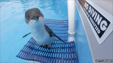 Recuperating penguin in a water tank in NZ