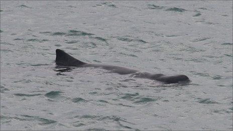 Dwarf Sperm Whale - Pic: Hannah Jones of Marine Discovery, Penzance