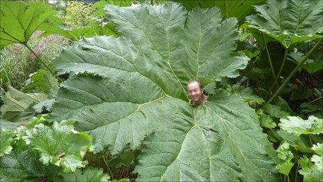 Stephen Griffith and the Gunnera Manicata