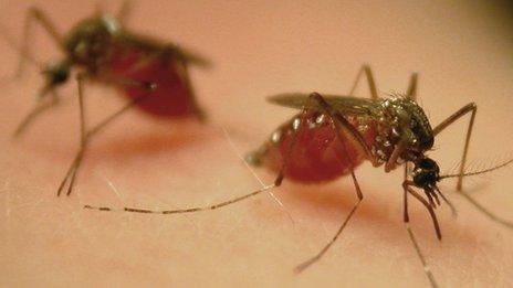 Aedes aegypti biting (credit Derric Nimmo/Oxitec Ltd)