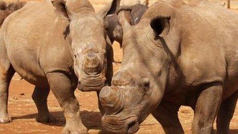 Rhinos in Kruger National Park,SA, file
