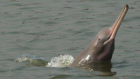 A Ganges dolphin. (Photo: Rubaiyat Mansur Mowgli)