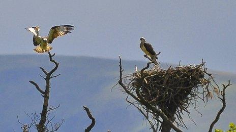 Lake District ospreys
