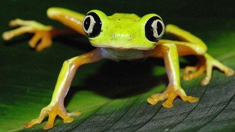 Frog (Image: Justin Touchon)