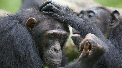 Chimps grooming (Credit: F. Mollers)
