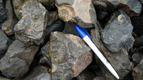 Smashed fossils on Skye