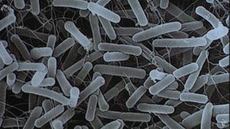 Straen anhysbys o E-coli