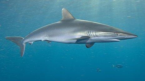 Angler George Woodward, 70, lands shark off Milford Haven - BBC News