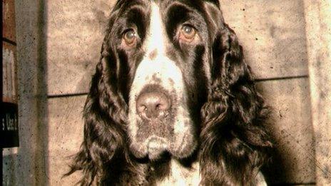 A cocker spaniel