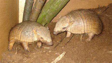 Armadillos. Copyright: Askham Bryan College