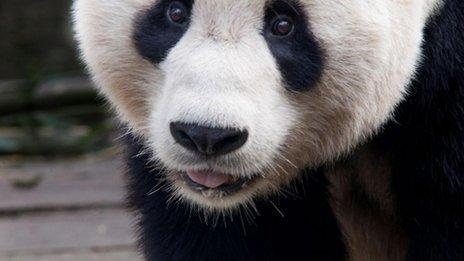 Yang Guang the giant panda