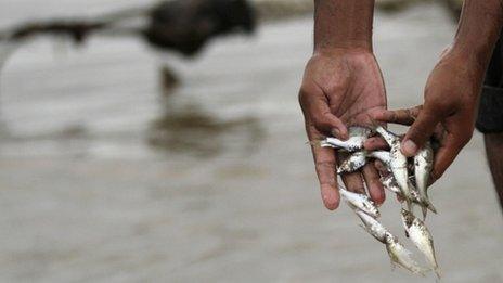 A man collects fish from the Mekong River in Phnom Penh on 8 December 2011