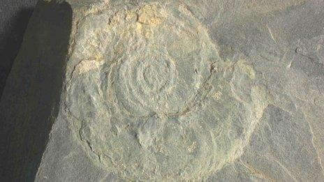 A nautiloid. Similar to a squid with a shell