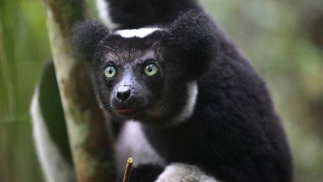 Indri (Image: Rhett Butler/mongabay.com)