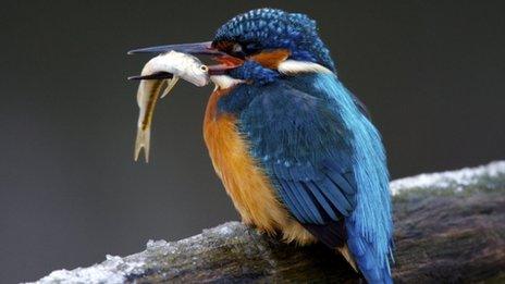 Kingfisher - generic