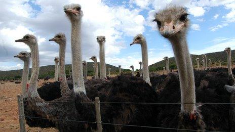 Ostriches on a farm in Oudtshoorn in the Western Cape