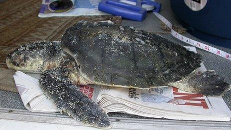 The Kemp's ridley sea turtle found on the Isle of Tiree