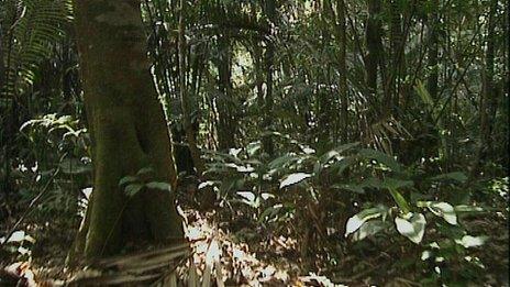 Rainforest (Image: BBC)