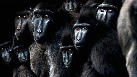 a large group of monkeys staring forward