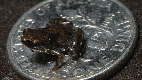 Frog on coin