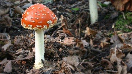 Fly agaric mushroom, Hintlesham Woods