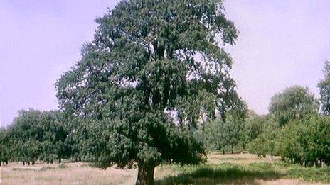 Oak tree generic