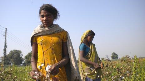 Child cotton-pickers in Gujarat, India