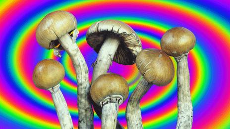 Magic mushrooms