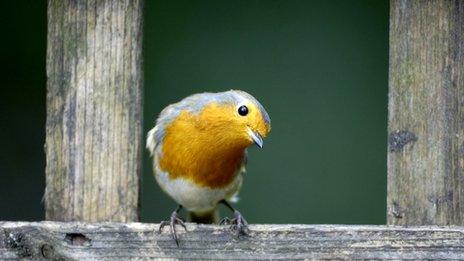 A robin on a bird house