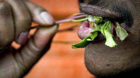 (File photo) A man chewing khat
