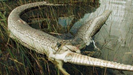 Burmese python and alligator