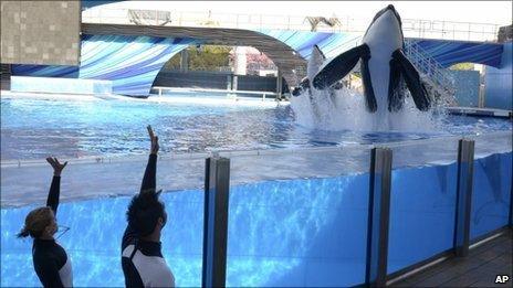 SeaWorld trainers work with two killer whales, including Tilikum (right)