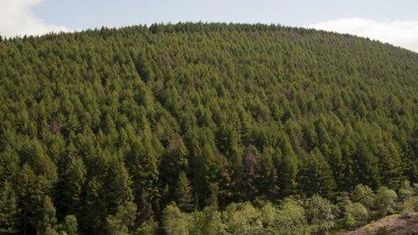 Phytophthora ramorum affecting Japanese Larch at the Penhydd section of the Afan forest, south Wales (picture: Forestry Commission / Isobel Cameron)