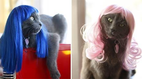Cats in wigs